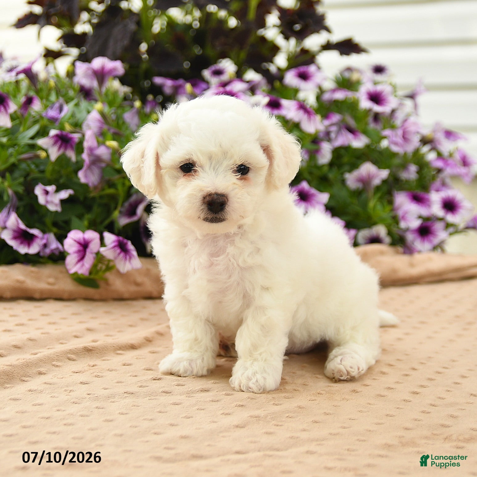 Bichon Frise dogs Bridget - Ad 1
