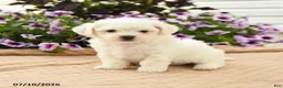 Bichon Frise dogs for sale: Bridget - Ad 1