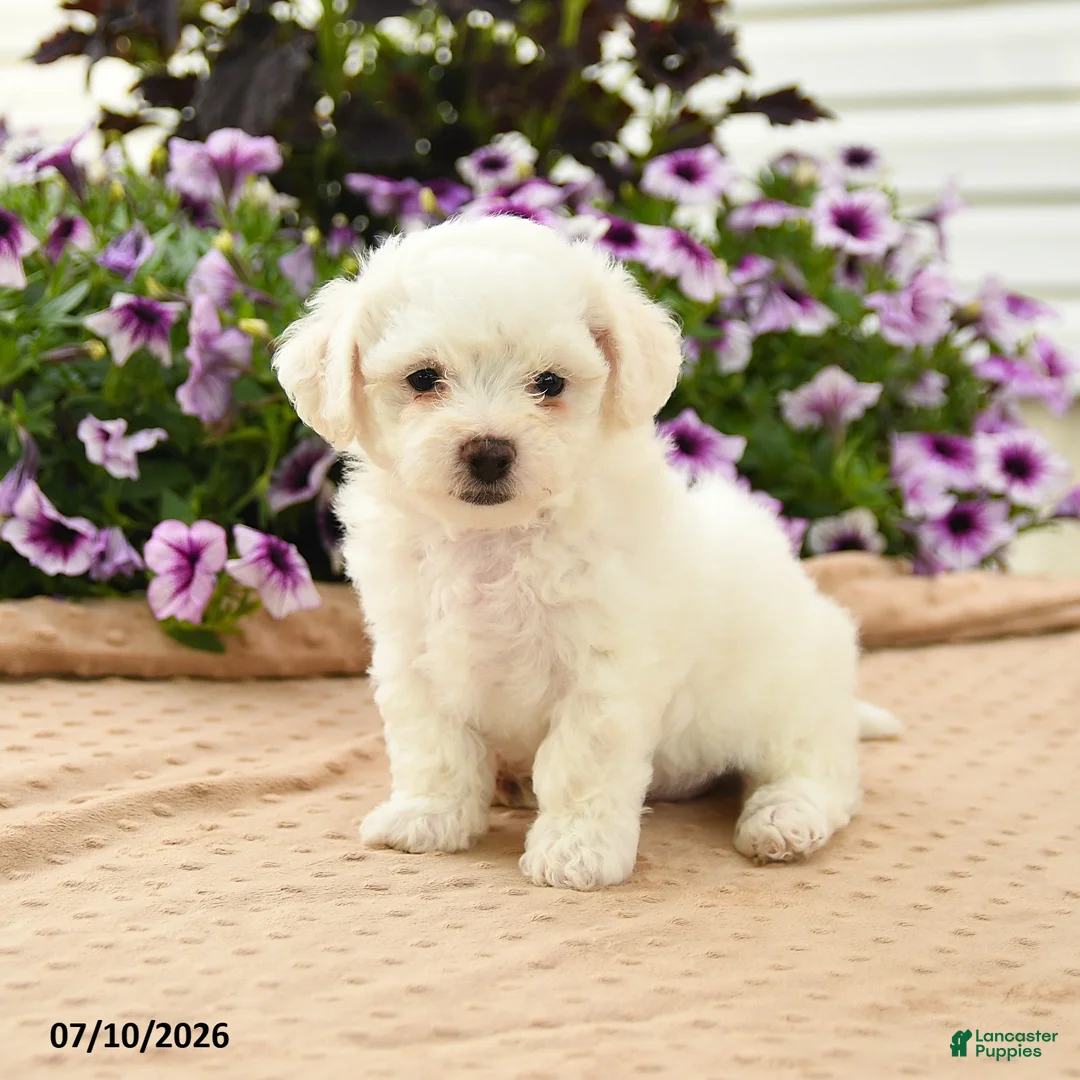 Bichon Frise dogs for sale: Bridget - Ad 1