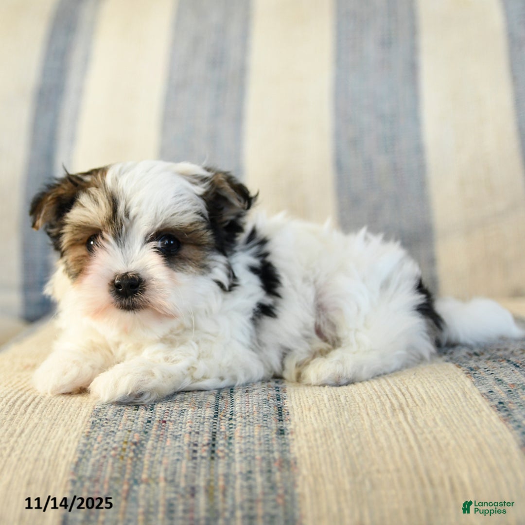 Morkie dogs for sale: Freddie - Ad 3