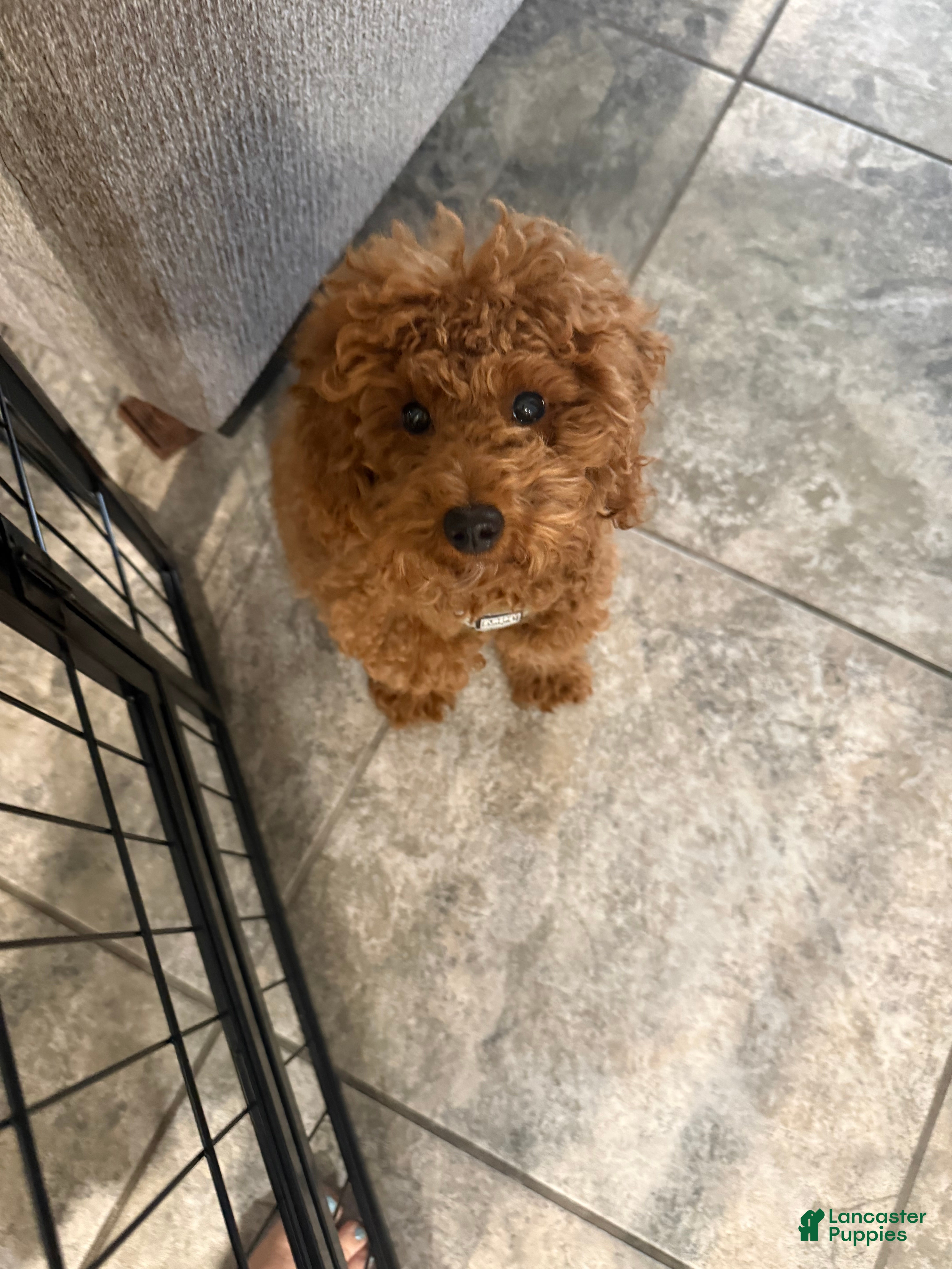 Miniature Poodle dogs Miniature Poodle Puppy 1 - Ad 6