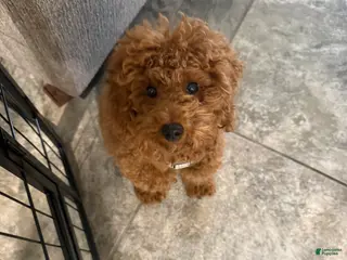 Miniature Poodle dogs Miniature Poodle Puppy 1 - Ad 5