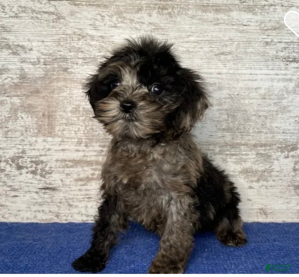Mixed Breed dogs Mixed Breed Puppy 3 - Ad 21