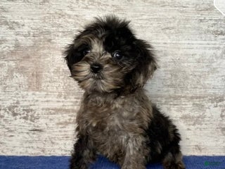 Mixed Breed dogs Mixed Breed Puppy 3 - Ad 14