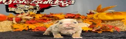 English Bulldog dogs for sale: English Bulldog 1 - Ad 6