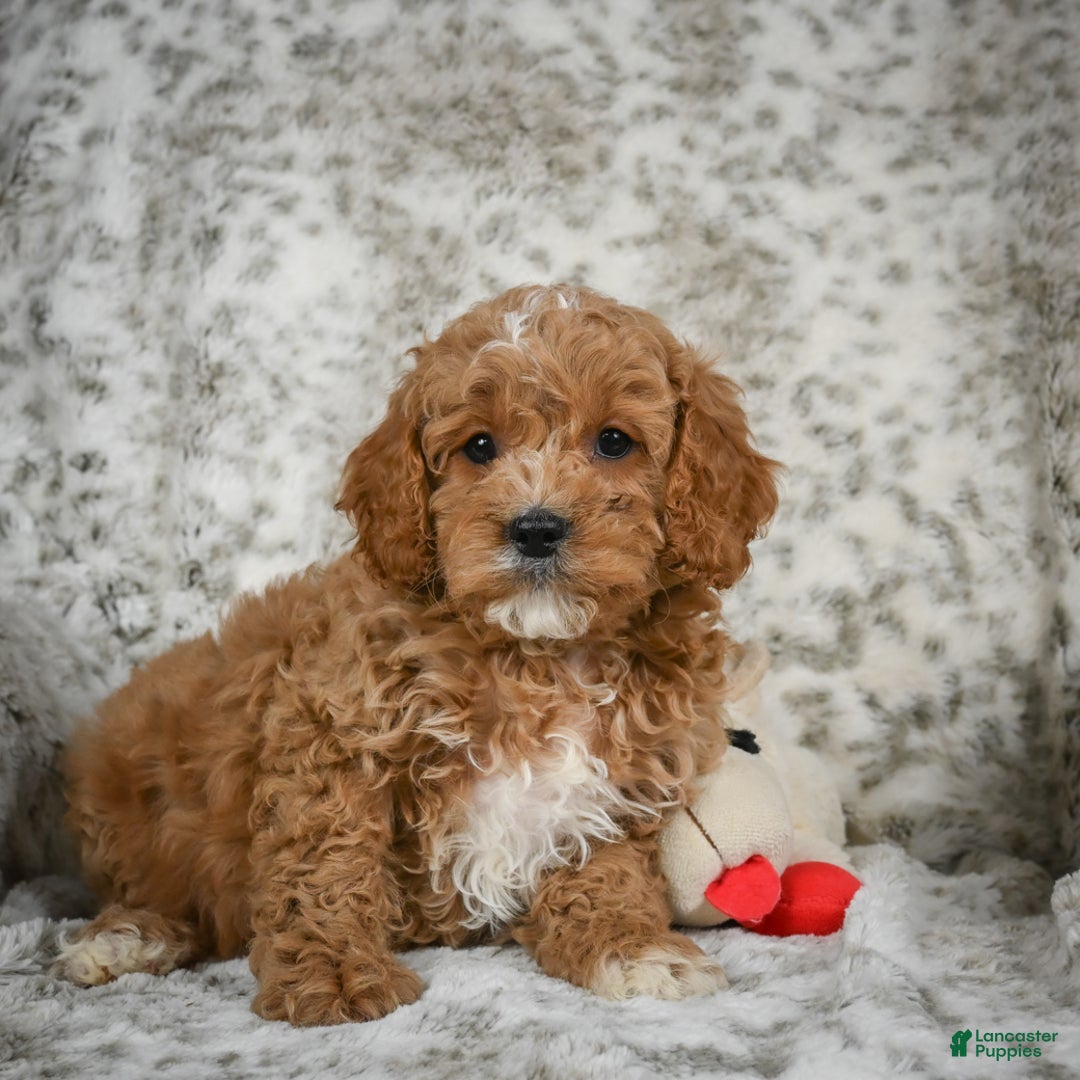 Cavapoo dogs for sale: Sabina - Ad 5