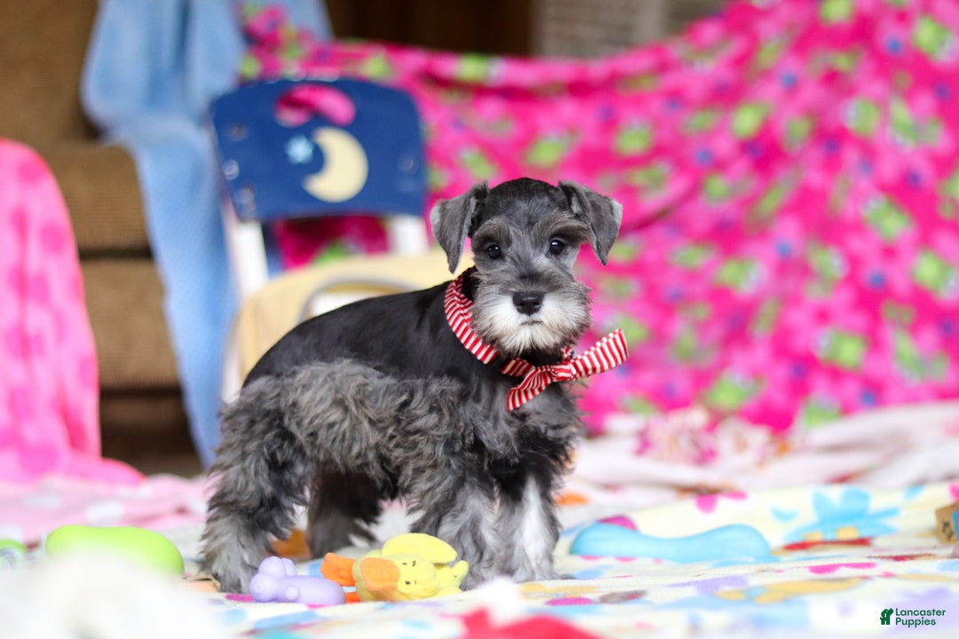 Miniature Schnauzer dogs for sale: Charity - Ad 13