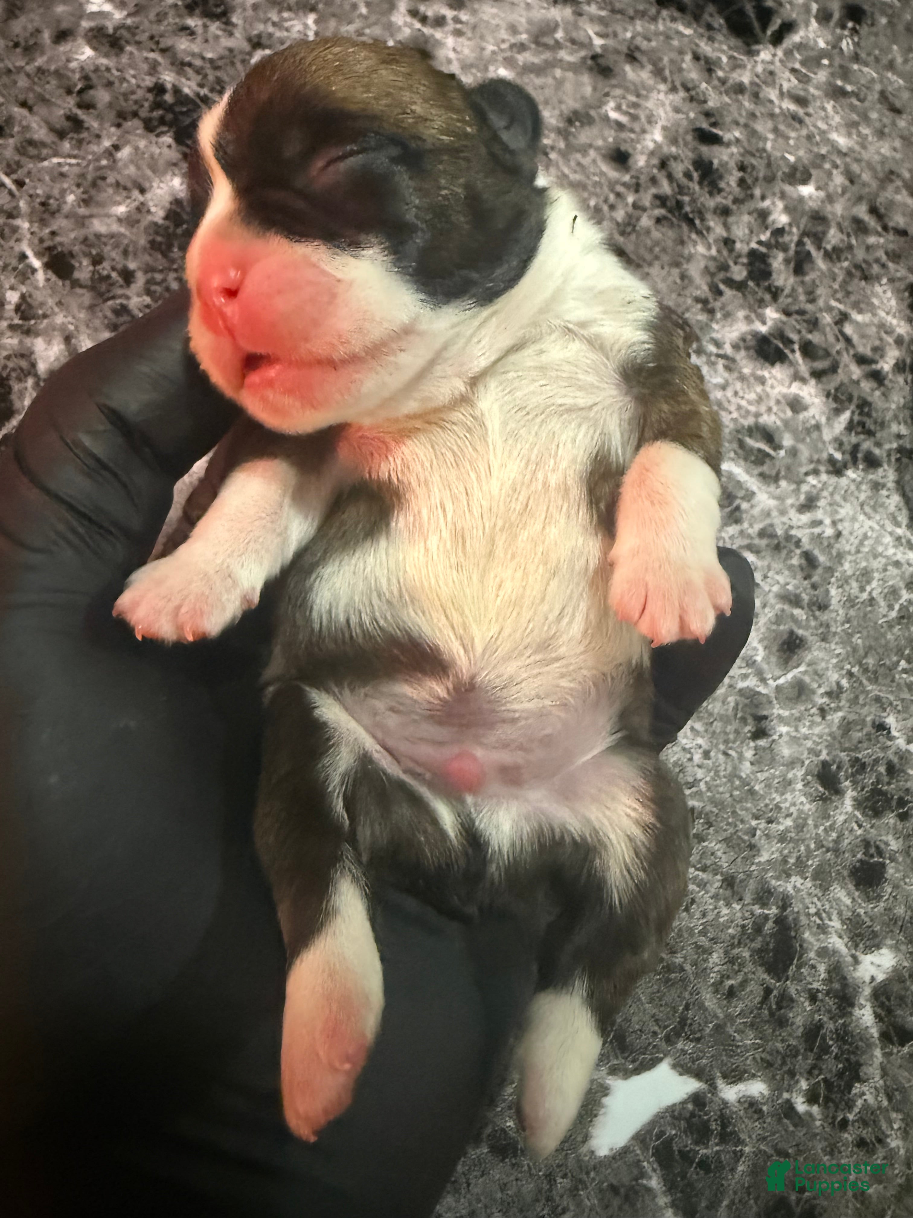 French Bulldog dogs BIGGIE 🐶 - Ad 9