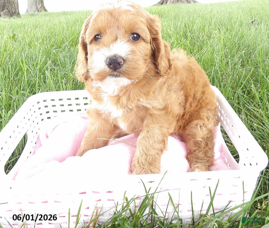 Cockapoo dogs for sale: Petunia - Ad 2