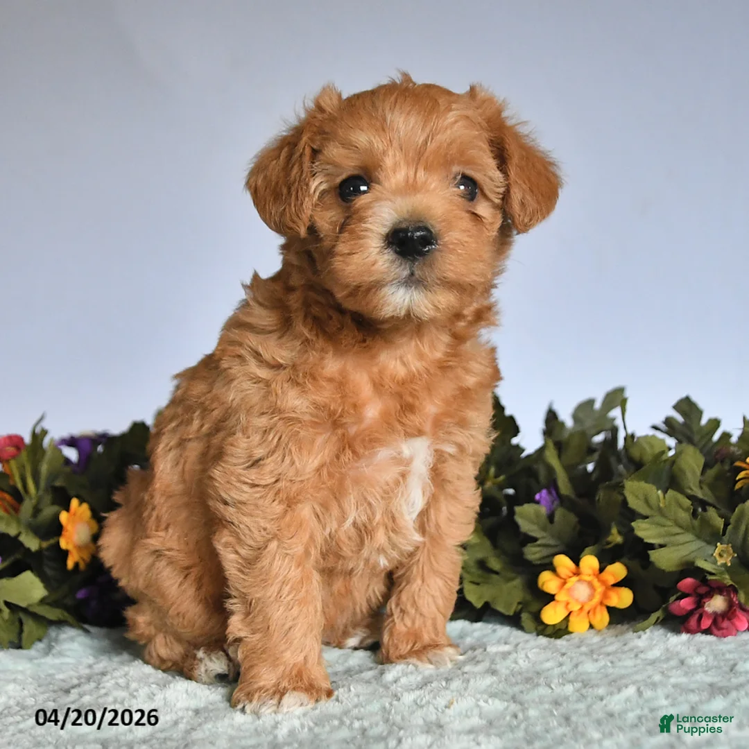 Mixed Breed dogs for sale: Nick  - Ad 2