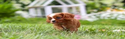 Cavalier King Charles Spaniel dogs for sale: Ollie - Ad 11