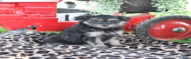 Pepper