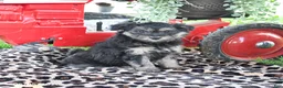 Pomapoo dogs for sale: Pepper - Ad 1