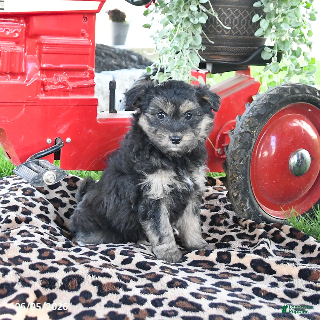 Pomapoo dogs for sale: Pepper - Ad 1