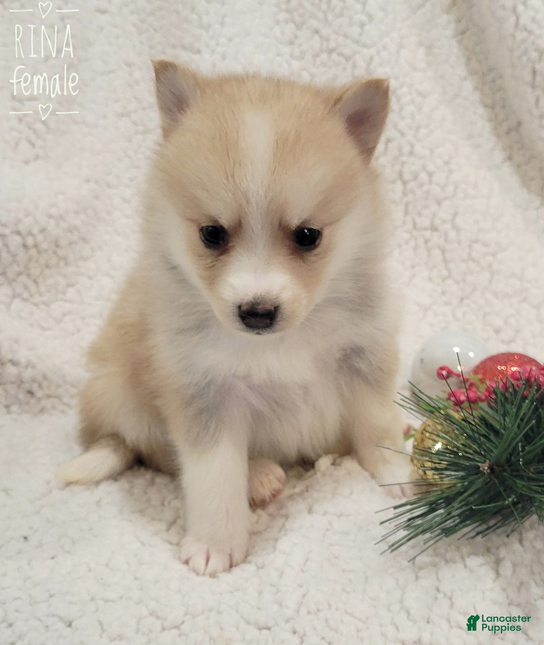 Pomsky dogs for sale: Rina - Ad 2