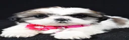 Shih Tzu dogs for sale: Trixie - Ad 6