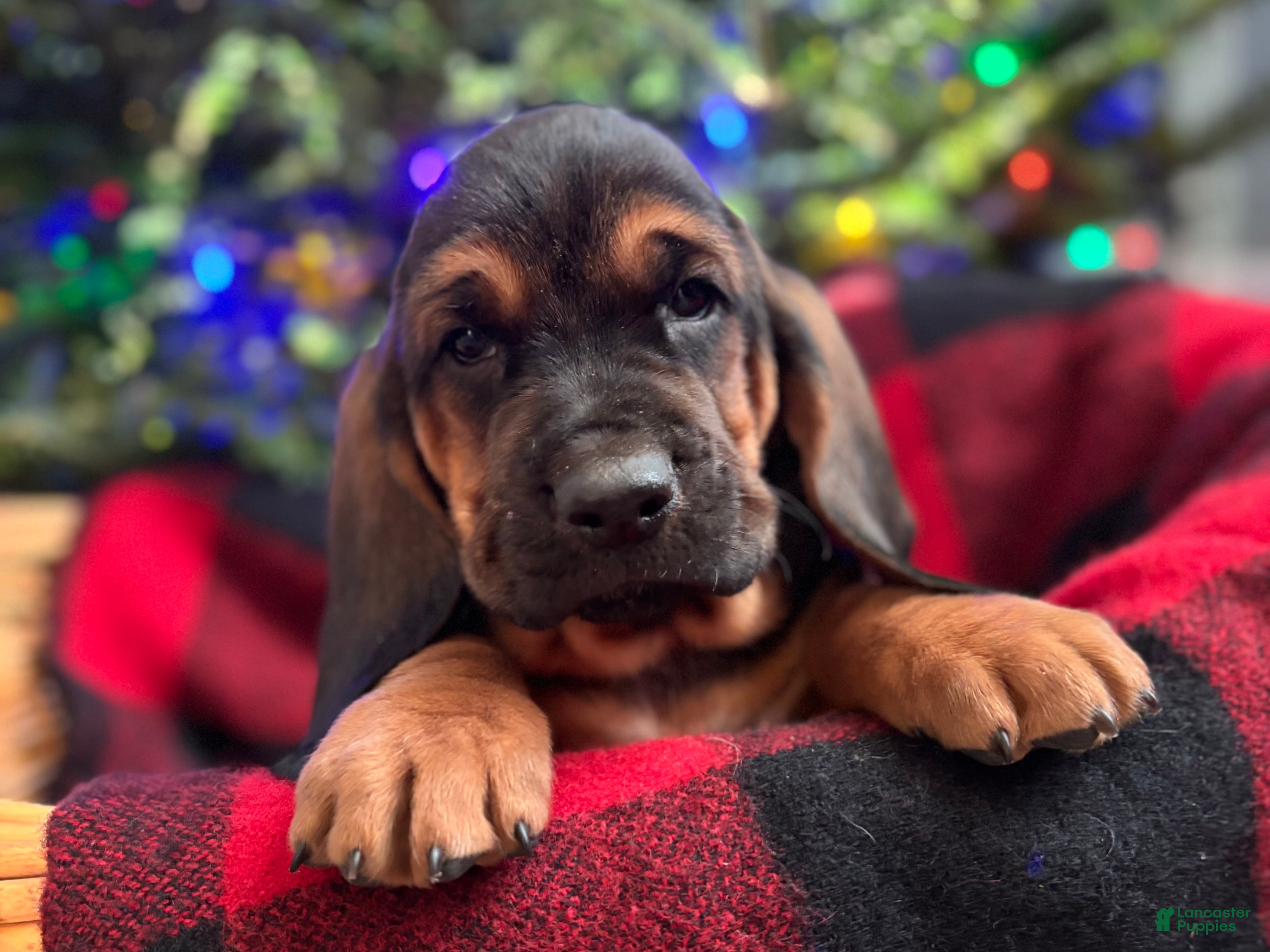 Basset Hound dogs Buddy - Ad 2