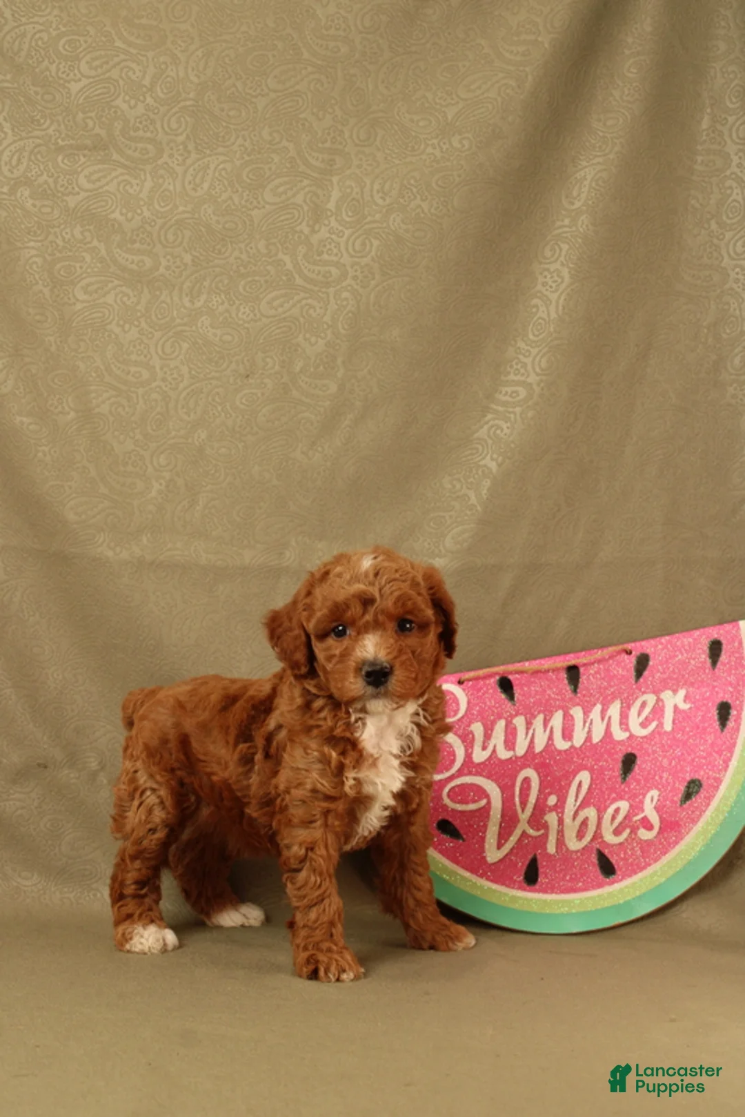 Miniature Poodle dogs for sale: Delilah - Ad 4