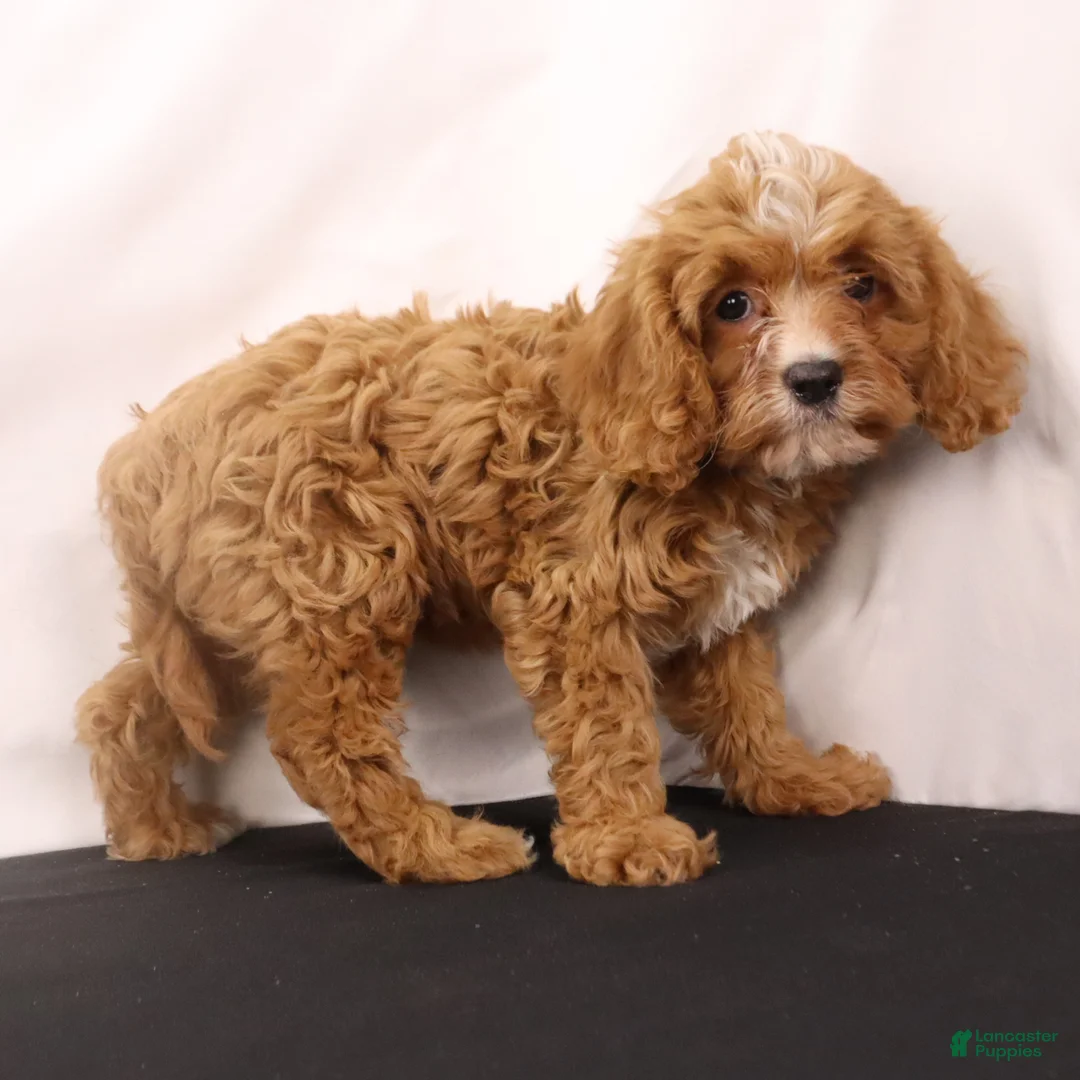 Cavapoo dogs for sale: Willie - Ad 5