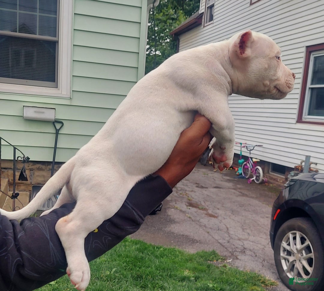 American Bully dogs for sale: American Bully Puppy 1 - Ad 6