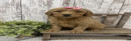 Goldendoodle dogs for sale: Goldendoodle 2 - Ad 5