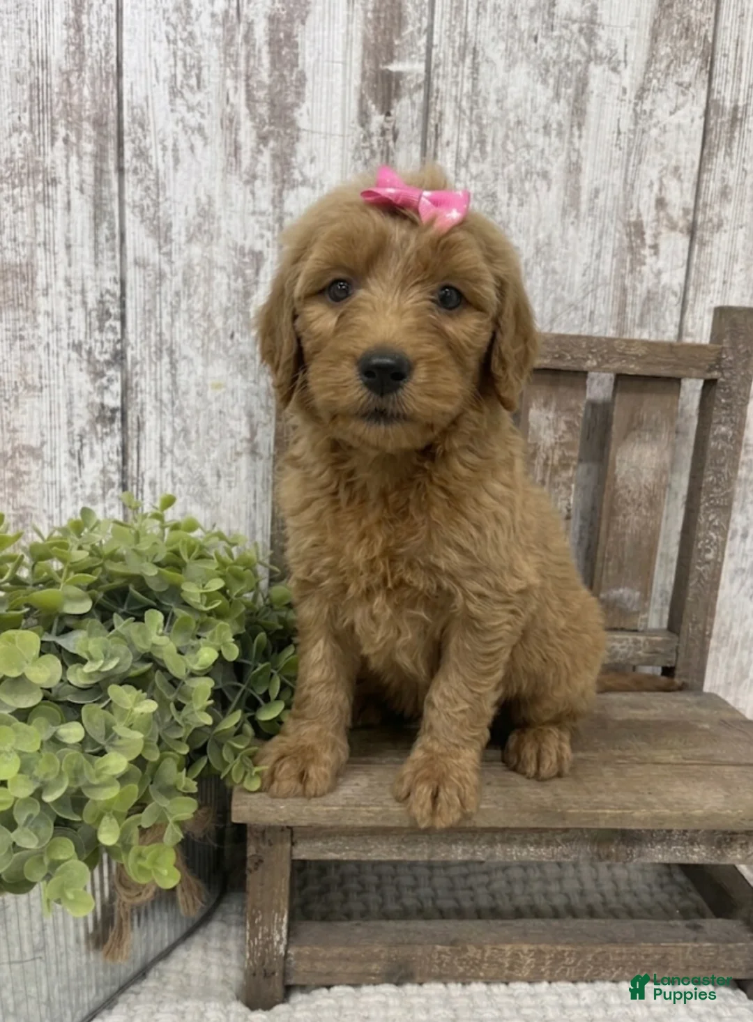 Goldendoodle dogs for sale: Goldendoodle 2 - Ad 5