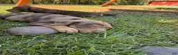 Catahoula Leopard Dog dogs for sale: Carrie - Ad 5