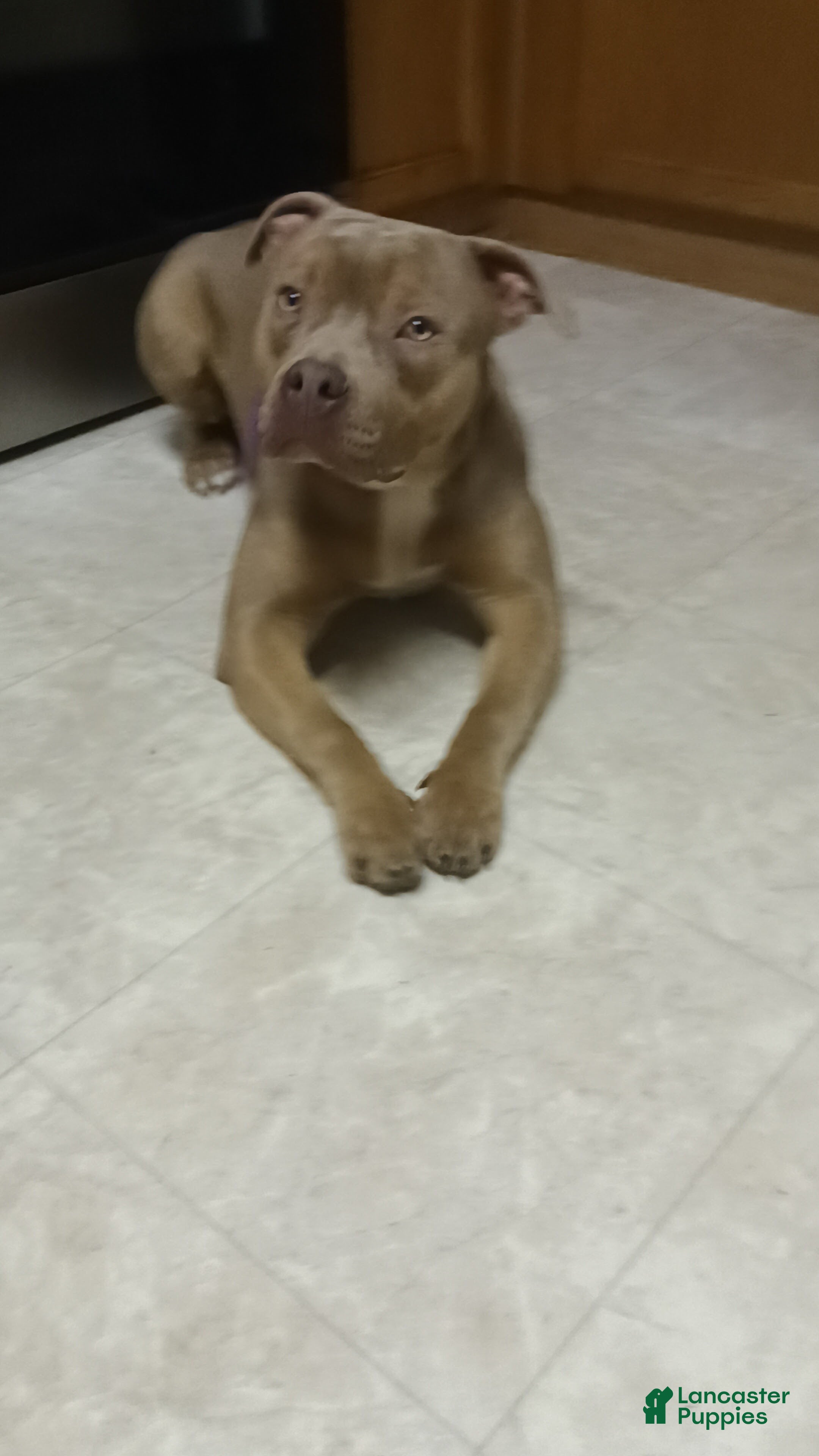 American Bully dogs American Bully Puppy 1 - Ad 1