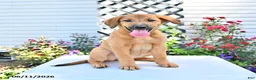 Golden Shepherd dogs for sale: Roxy - Ad 2