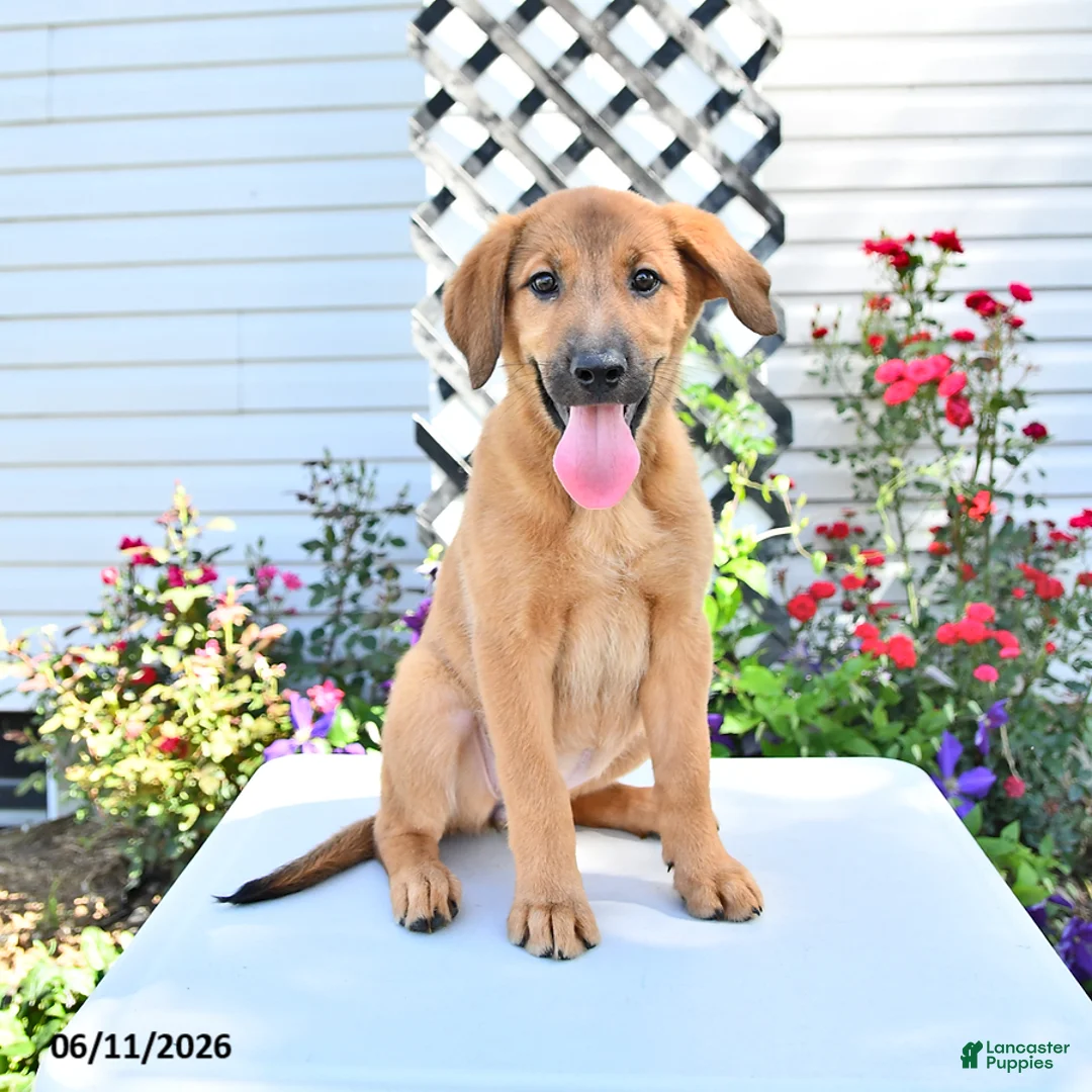 Golden Shepherd dogs for sale: Roxy - Ad 2