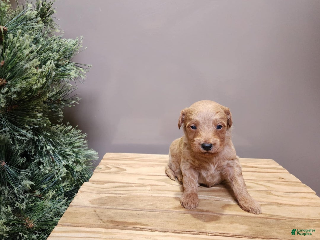 Mini Goldendoodle dogs for sale: Reno - Ad 13