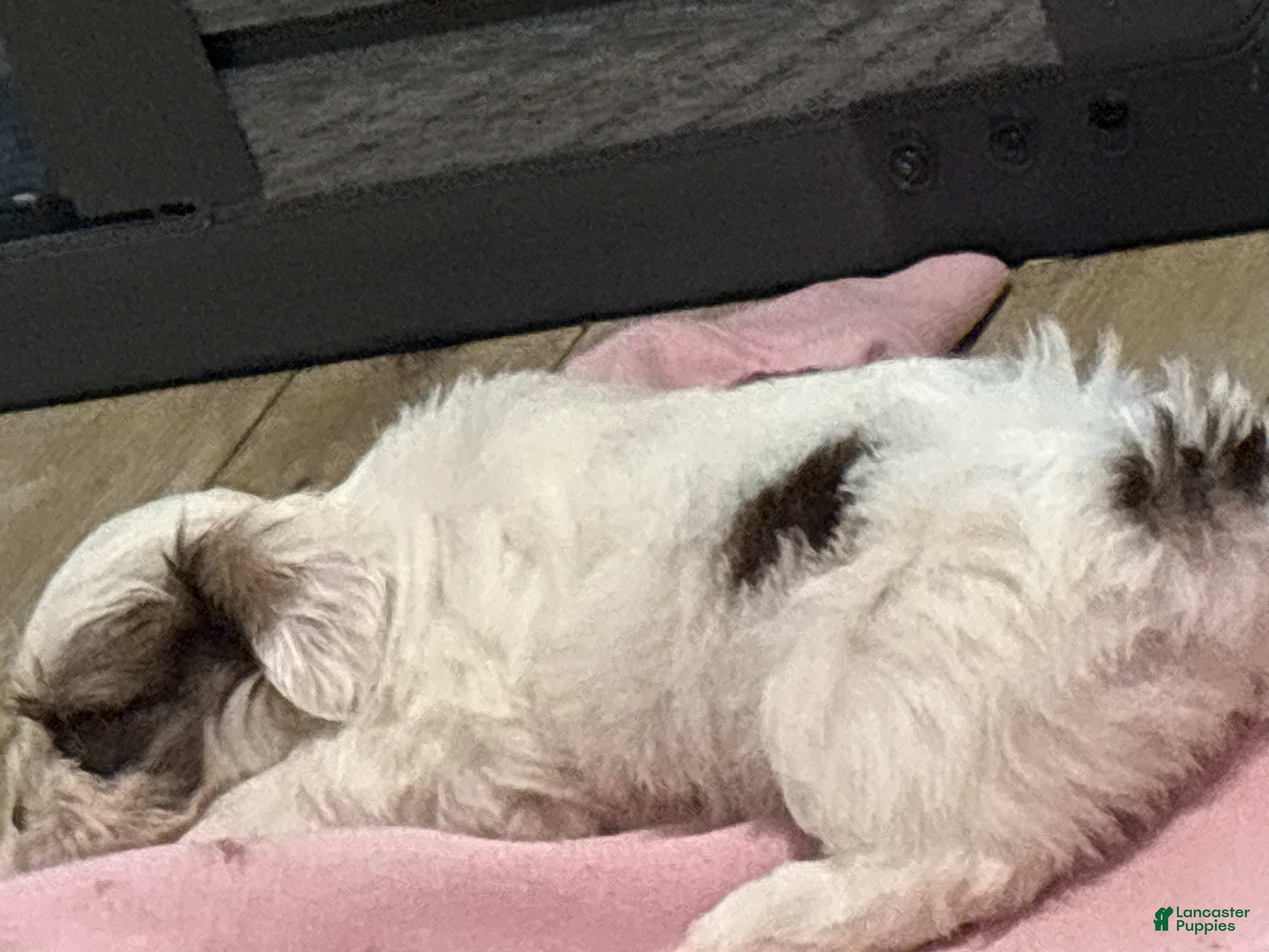 Malshi dogs FAE - Ad 11