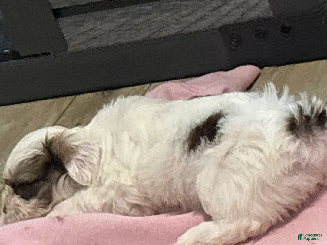 Malshi dogs for sale: FAE - Ad 1