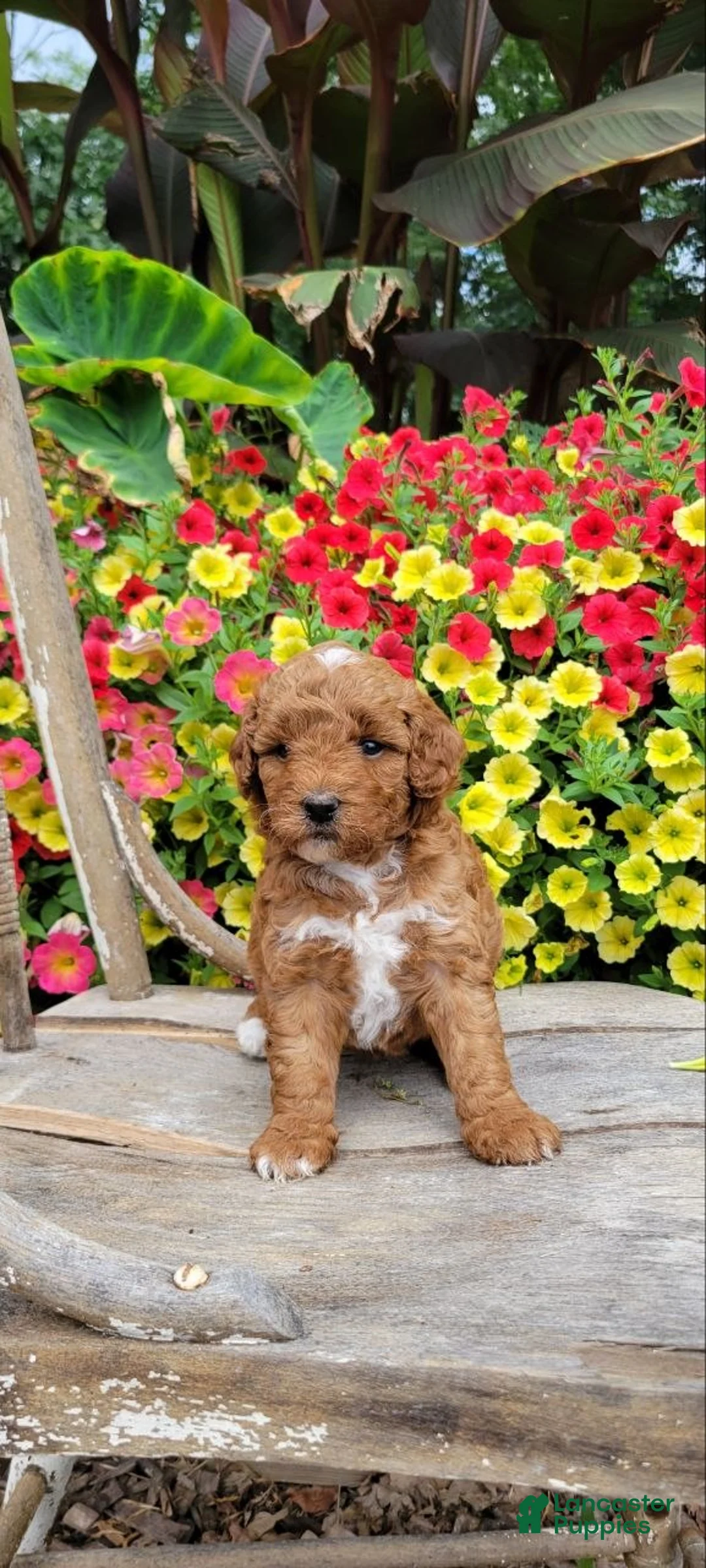 Mini Goldendoodle dogs for sale: Daisy - Ad 4