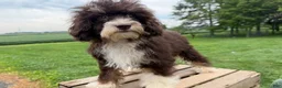 Mini Bernedoodle dogs for sale: Malta - Ad 3