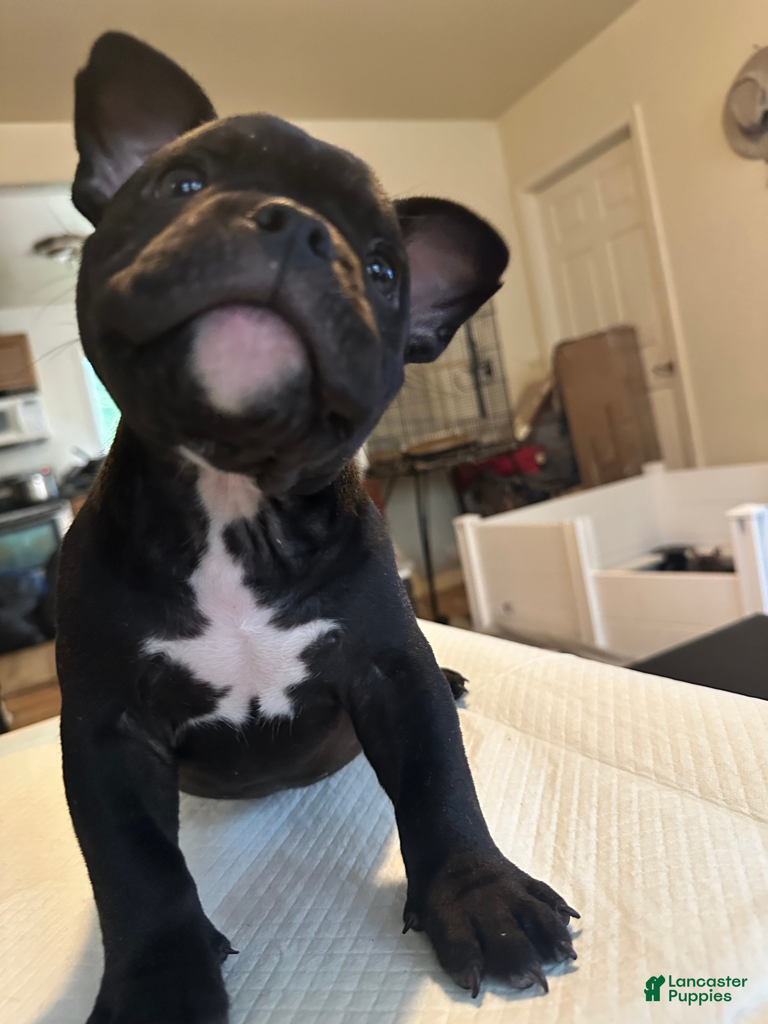 American Bully dogs Mamba - Ad 2