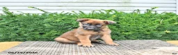 Mixed Breed dogs for sale: Autumn - Ad 3