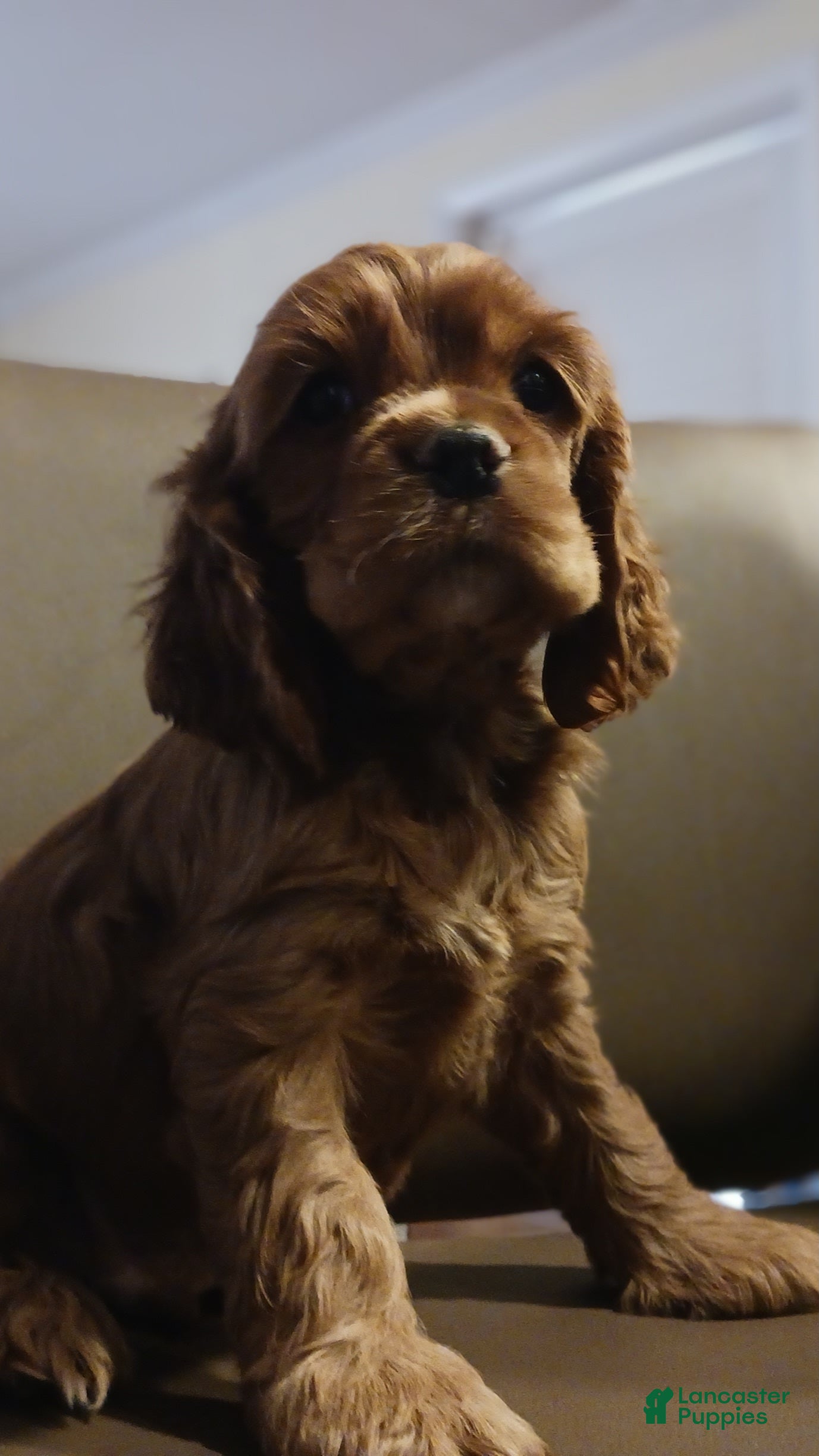 Cocker Spaniel dogs Cocker Spaniel Puppy 1 - Ad 4