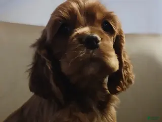 Cocker Spaniel dogs Cocker Spaniel Puppy 1 - Ad 4