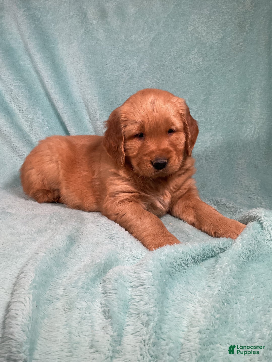 Golden Retriever dogs for sale: Lily - Ad 5