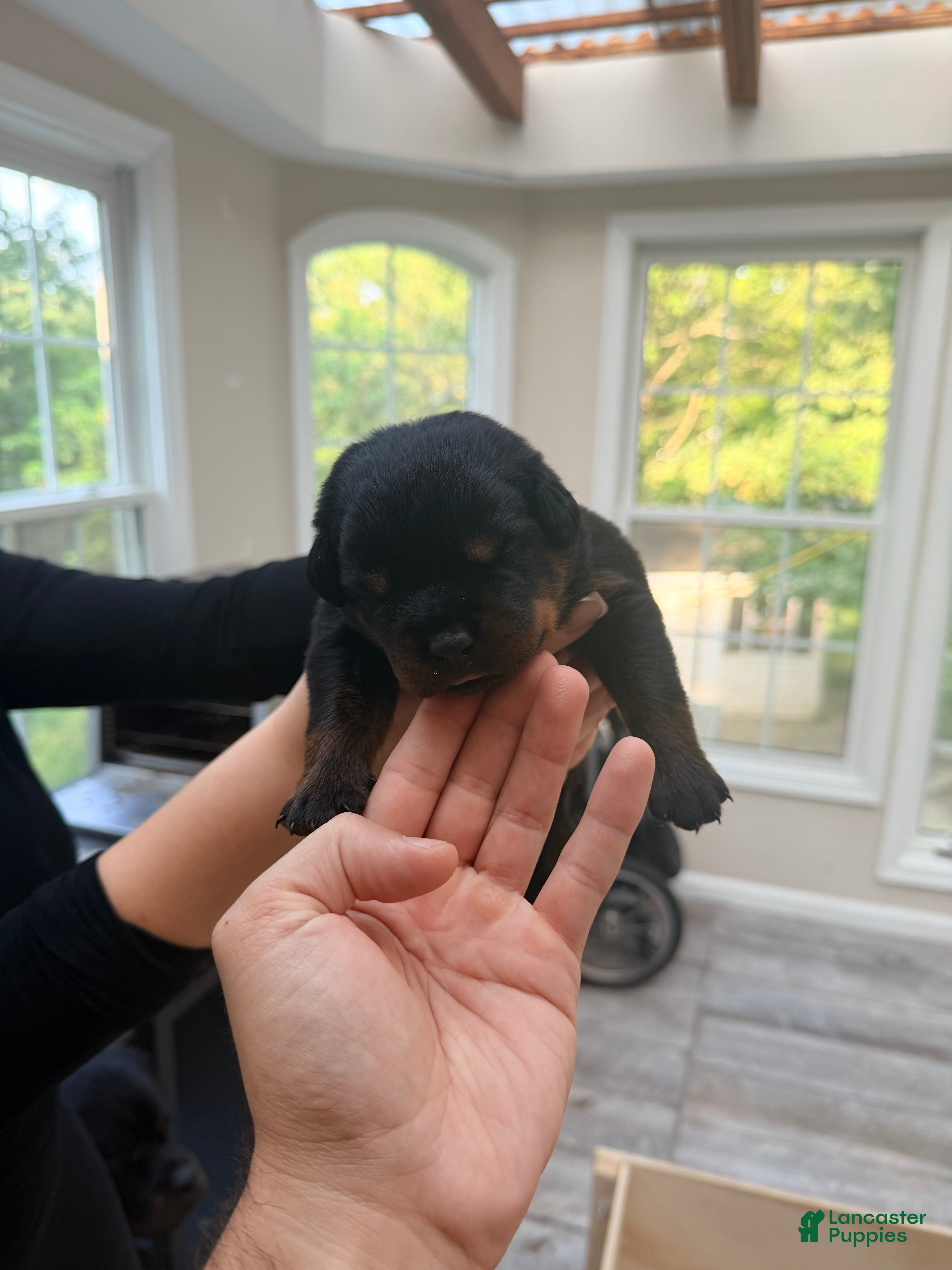Rottweiler dogs Rottweiler 5 - Ad 35