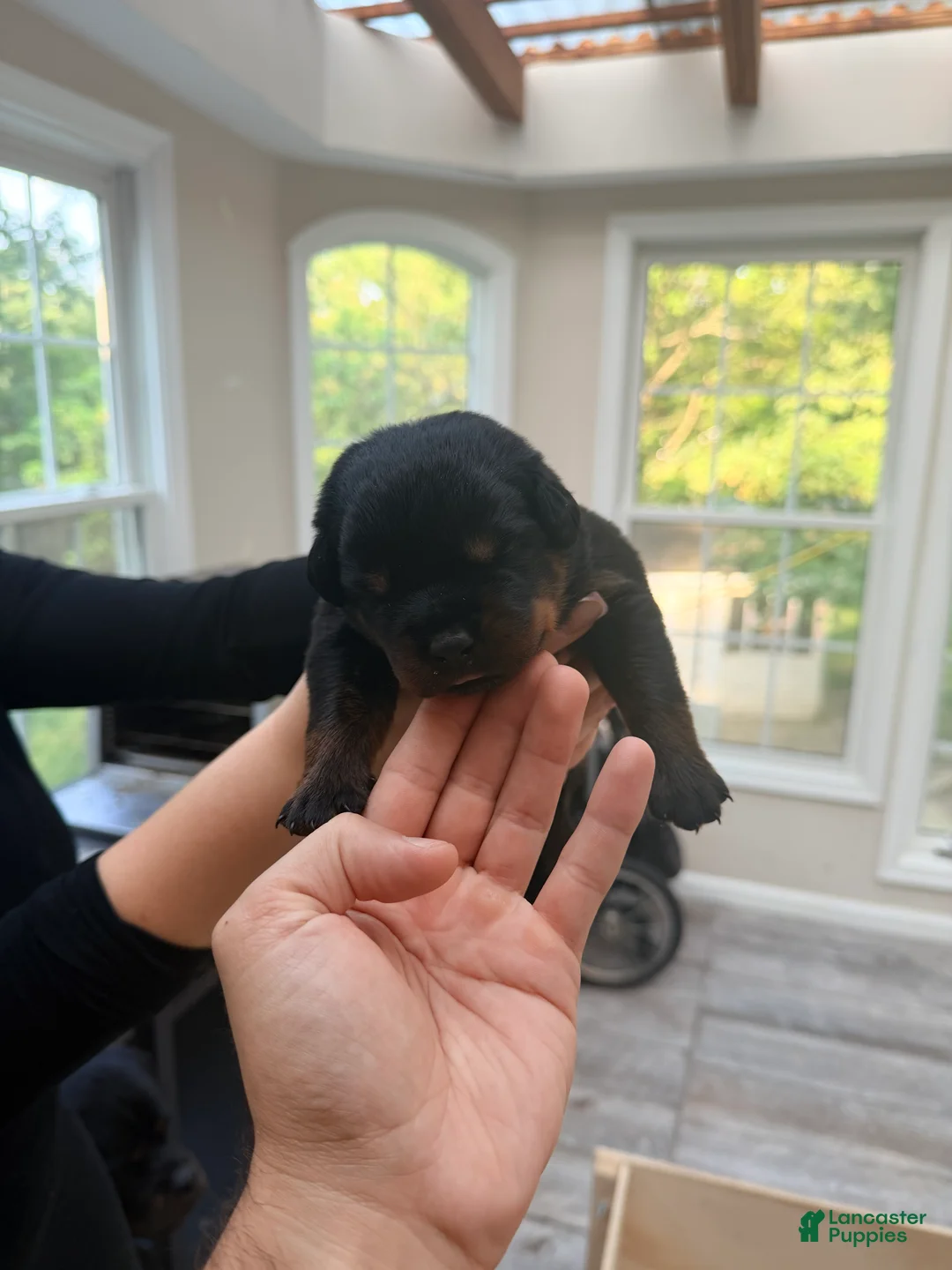 Rottweiler dogs for sale: Rottweiler 5 - Ad 1