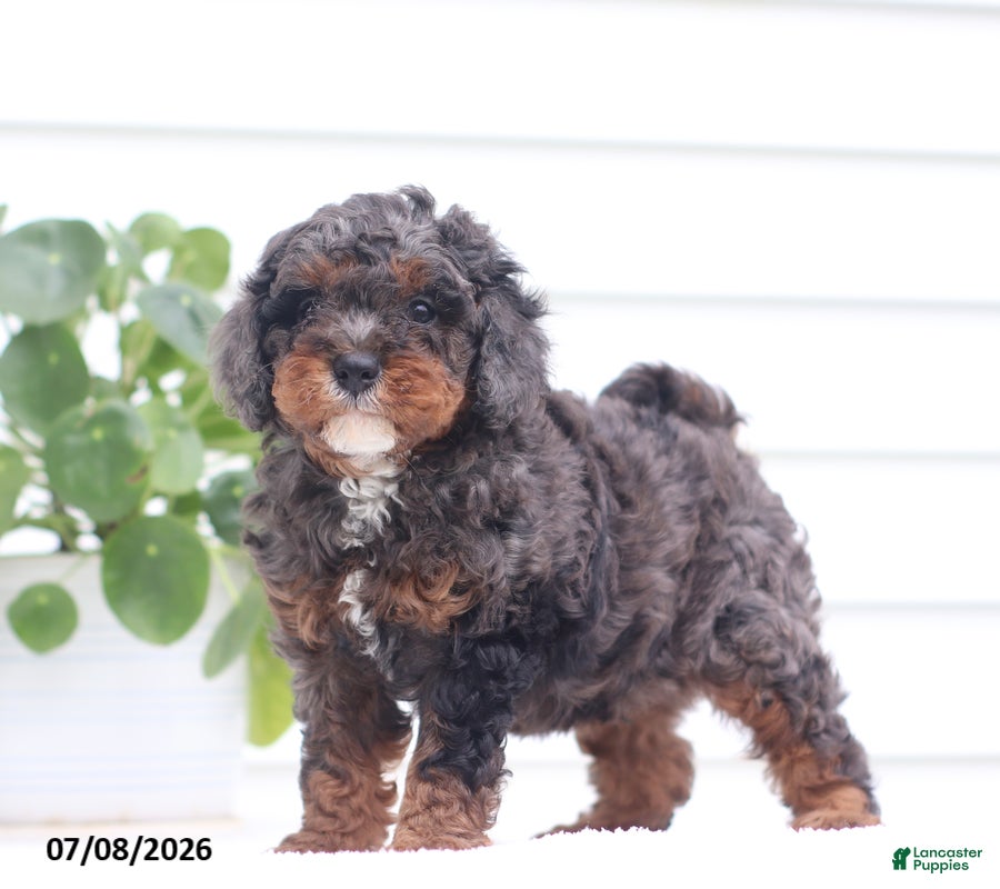 Cavapoo dogs Malix - Ad 1