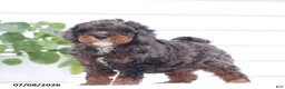 Cavapoo dogs for sale: Malix - Ad 4