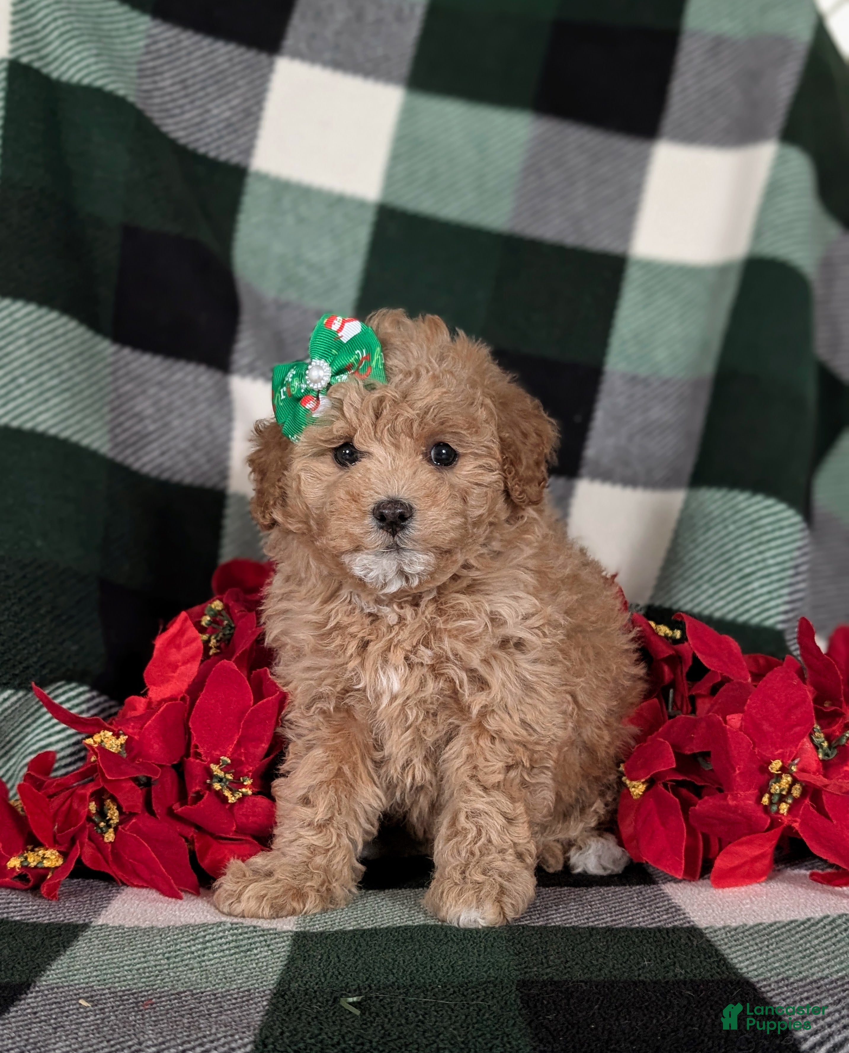 Havapoo dogs Camdyn Ready for Christmas! - Ad 20