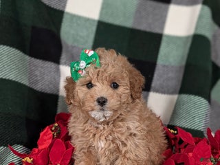 Havapoo dogs Camdyn Ready for Christmas! - Ad 13