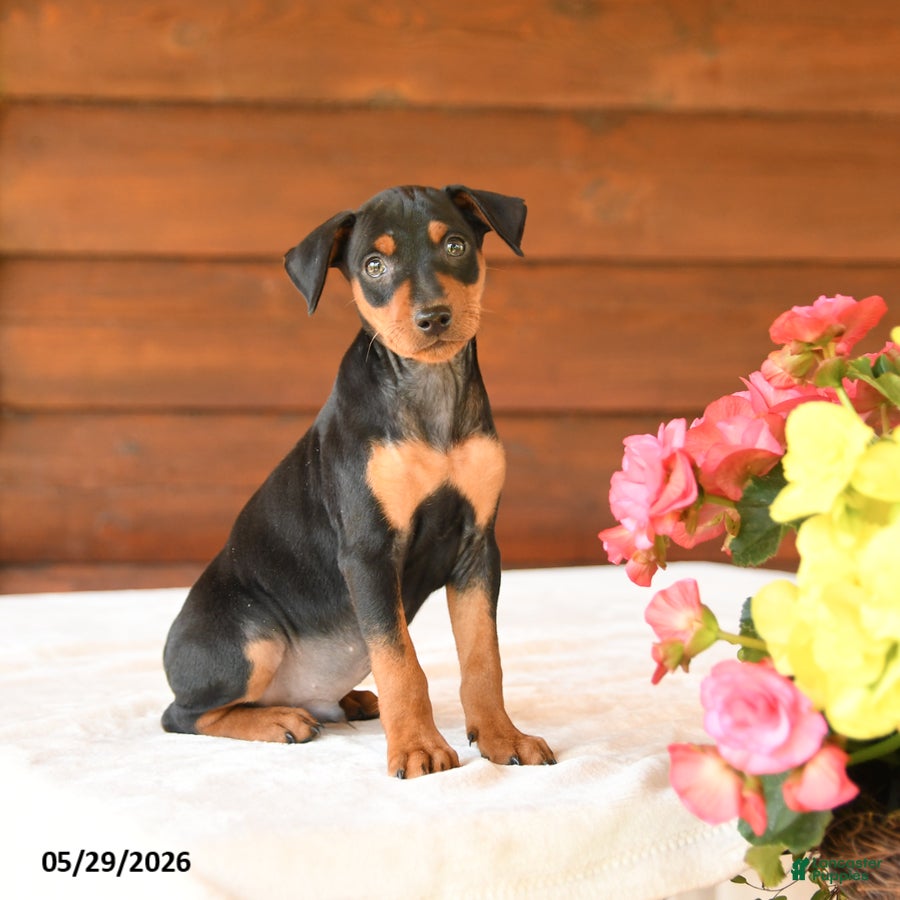 Miniature Pinscher dogs Chase - Ad 1