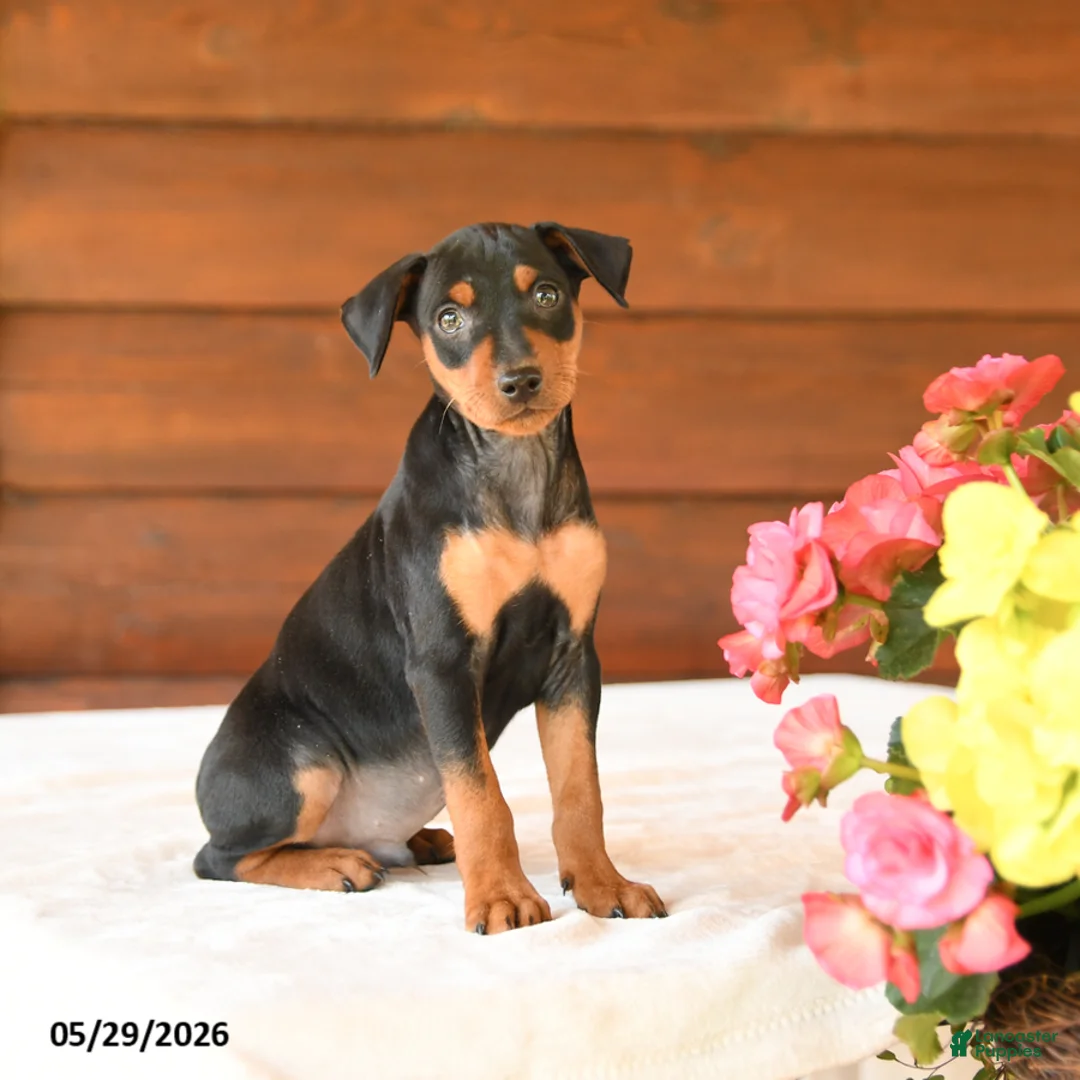 Miniature Pinscher dogs for sale: Chase - Ad 1