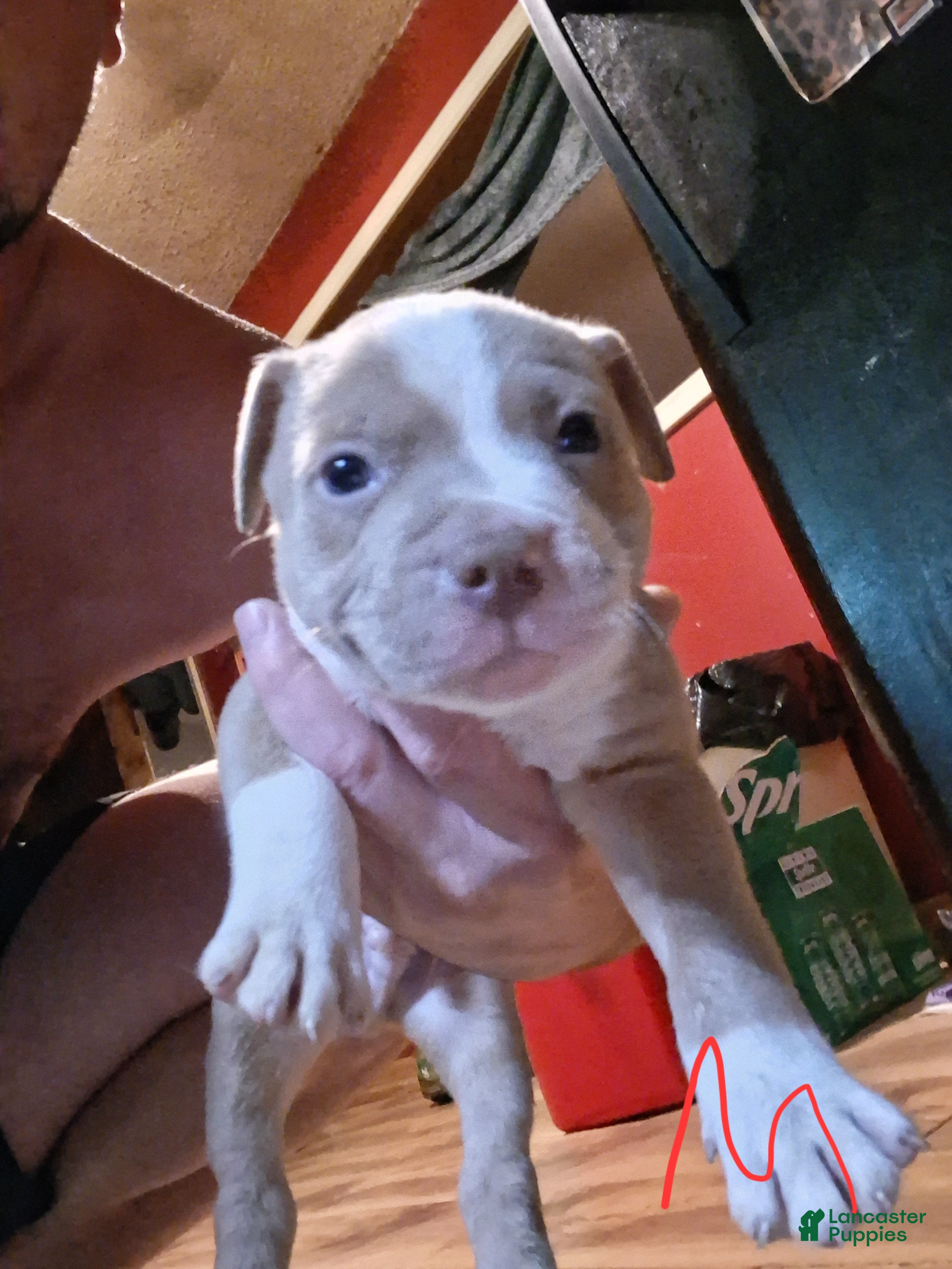 American Pit Bull Terrier dogs American Pit Bull Terrier 2 - Ad 37