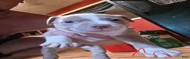 American Pit Bull Terrier 2